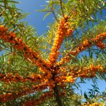 भारत में सी बकथॉर्न उत्पाद निर्माता Sea Buckthorn Products Manufacturers in India