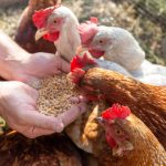 Top Poultry Feed Supplement In India
