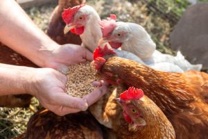Top Poultry Feed Supplement Manufacturers
