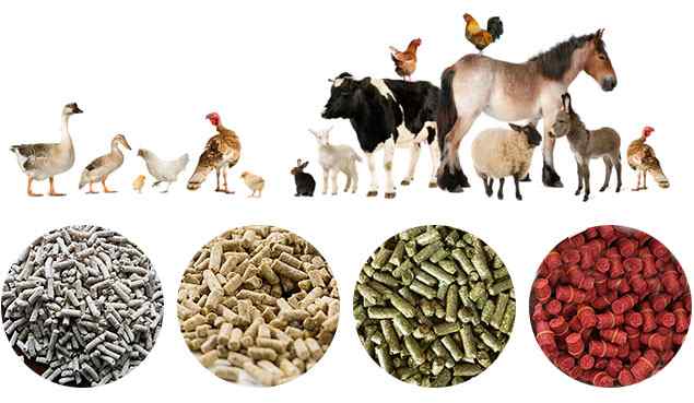 Animal Feed Supplements Manufacturers In Gujarat