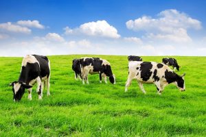Liquid Calcium Supplement For Cow