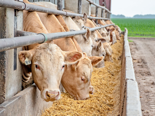 Top Cattle Feed Supplement In India