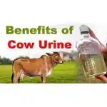 Gaumutra Shudh Price