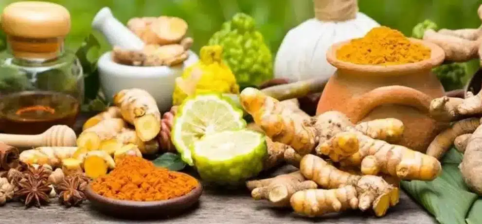 Vyaghri Haritaki Manufacturers in India